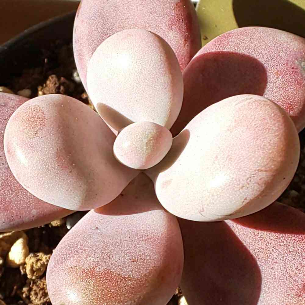 ❀303 アメジスティナム 2022.05.19更新｜🍀GreenSnap（グリーンスナップ）