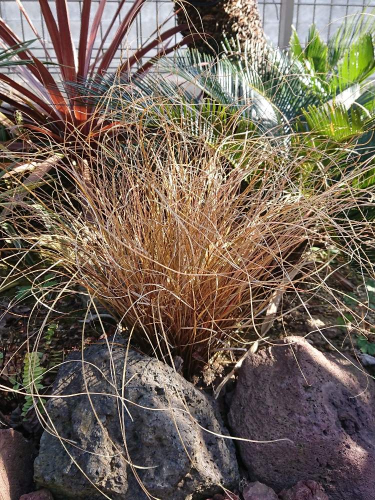 ソテツの投稿画像 By T Gardenさん カレックス と溶岩石と赤ドラセナ と南国風 月3月1日 Greensnap グリーンスナップ