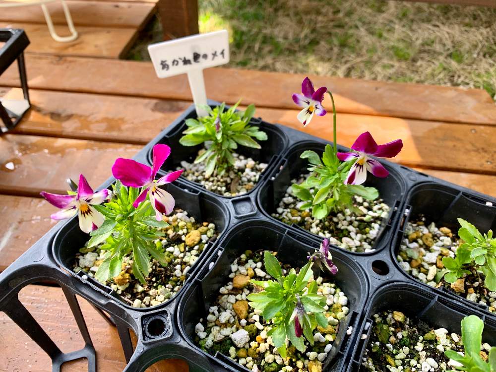 見元ビオラ あかね色のメイの投稿画像 By 黄身さん 挿し芽とビオラ パンジーと挿し芽っ子と北陸地方と植中毒とまだまだ初心者と花のある暮らしとかわいいと ビオラ挿し芽と石川県と可愛らしいビオラ 月3月1日 Greensnap グリーンスナップ