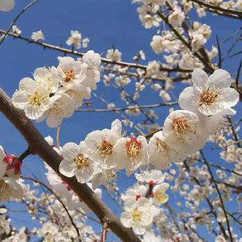 白い梅の花の投稿画像一覧 Greensnap グリーンスナップ