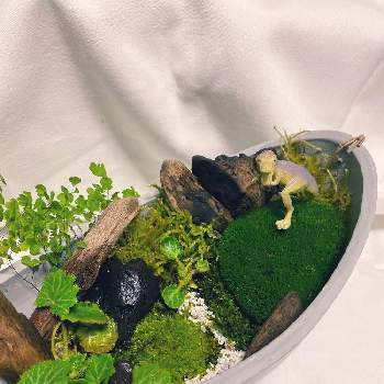 もののけ姫の投稿画像一覧 Greensnap グリーンスナップ