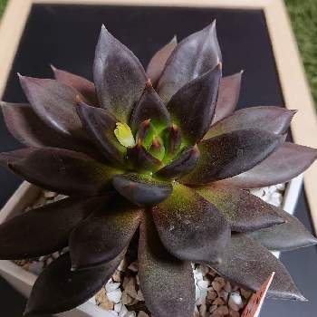 クロスケの投稿画像一覧 Greensnap グリーンスナップ