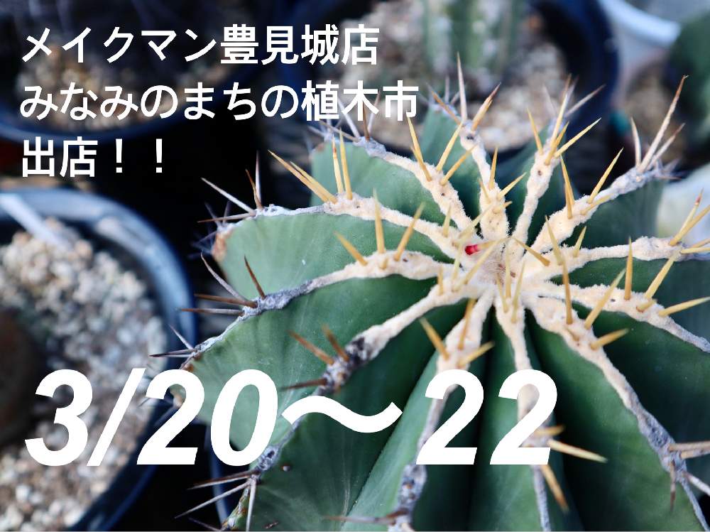 720 cactus