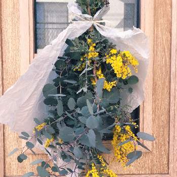 銀葉アカシア ダークアイの投稿画像一覧 Greensnap グリーンスナップ