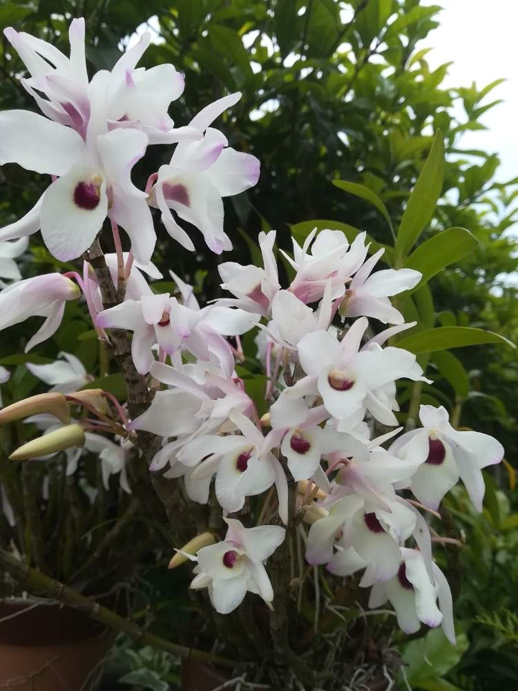 デンドロビウム サユリ 仮 の投稿画像 By 阿南田零さん Dendrobium Sayuriと着生植物と蘭を楽しむフォトコンとピンクの花とラン 科とノビル系デンドロビウムと洋蘭広め隊と着生蘭とデンドロビウム属とらんと洋蘭交配種と花のある暮らしと白い花 月3月1日