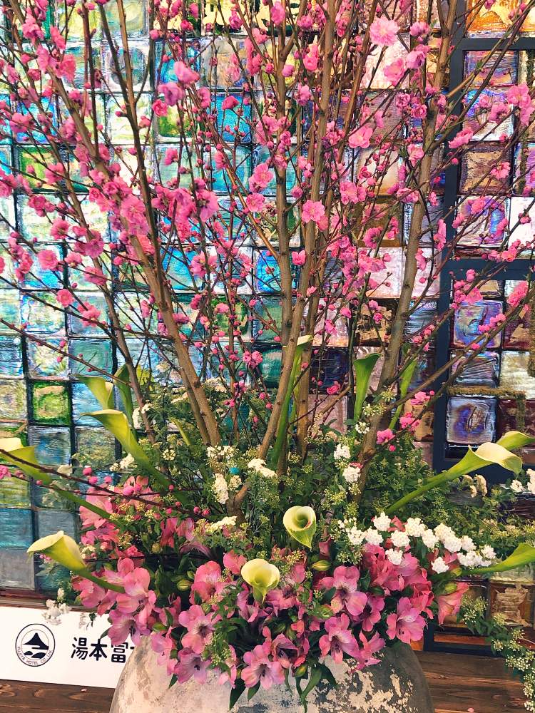 カラーの投稿画像 By キミさん 桃の花とアルストロメリアとコデマリとホテル ロビーと箱根とキラキラ とホテルの花と豪華と色鮮やか と満開と華やかと キレイ とピンク ピンクと鮮やか ともうすぐ春と綺麗な色 と色がキレイとかわいい と素敵 月3月2日