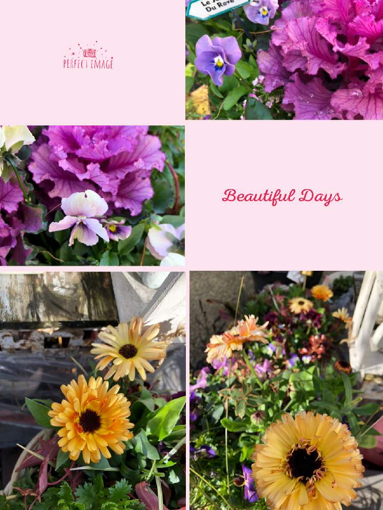 カレンデュラ コーヒークリームの投稿画像 By Kayさん カレンデュラ サンセットバフと葉牡丹 ファルダノエルとコラボビオラと寄せ植え シリーズ とリビング前花壇と玄関 横花壇と植中毒と花のある暮らし 月3月2日 Greensnap グリーンスナップ