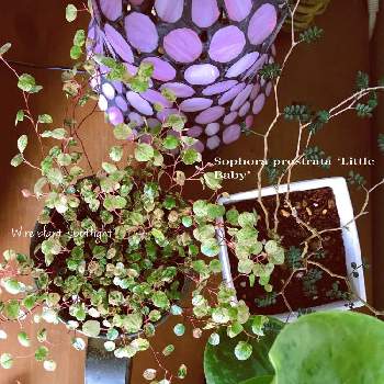 ワイヤープランツ スポットライト！の画像 by ❥︎･•miccoさん | 観葉植物とソフォラ　 リトルベイビーとワイヤープランツ スポットライト！とペペロミア・グリーンゴールド⭐︎