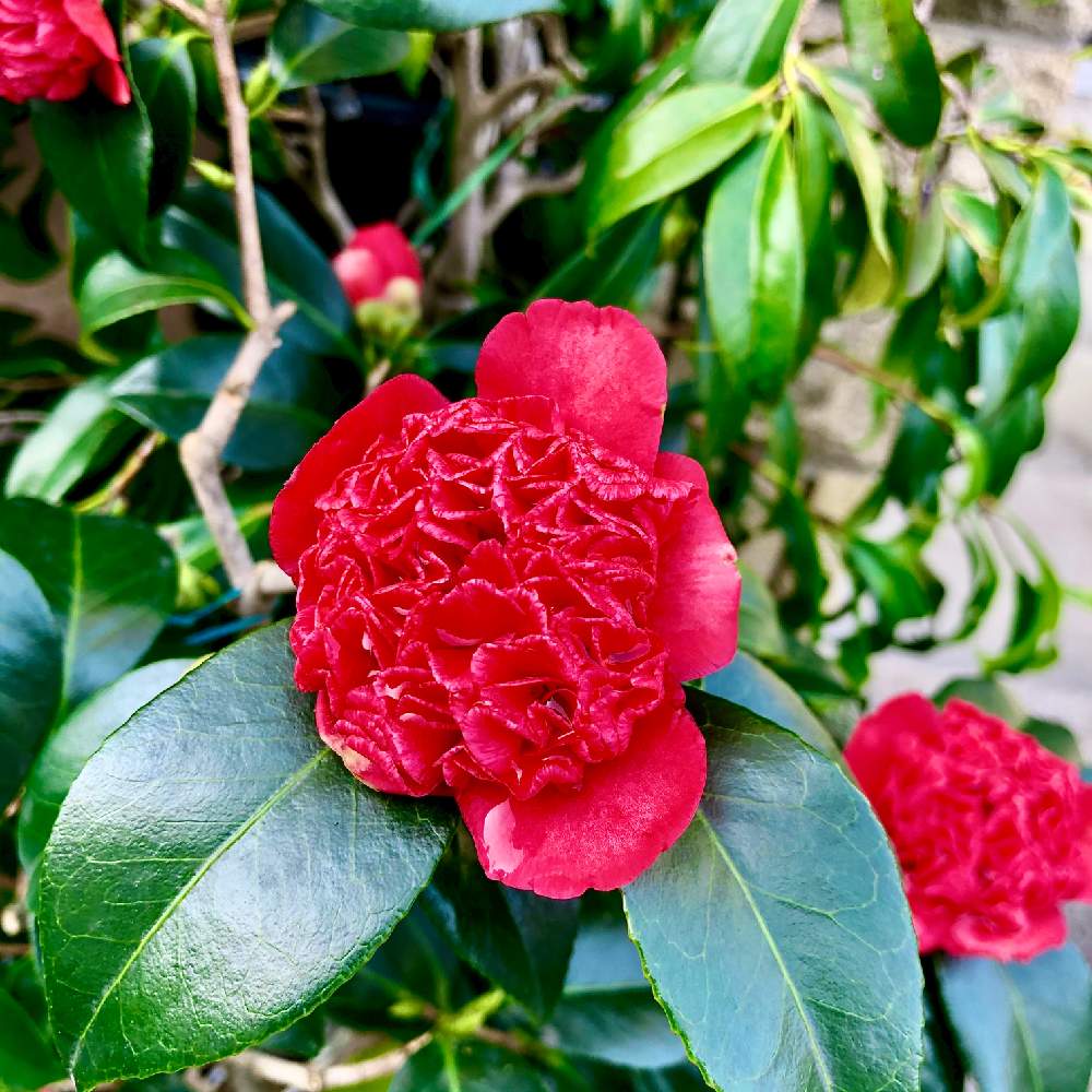 紅唐子の投稿画像 By Kay Tama Gskさん キラキラ と和花と冬の花と朝の一枚とおめでたいと今日の一枚と赤い花 と新春と真っ赤とkays Gardenと和の花と乙訓と地植え 月3月2日 Greensnap グリーンスナップ