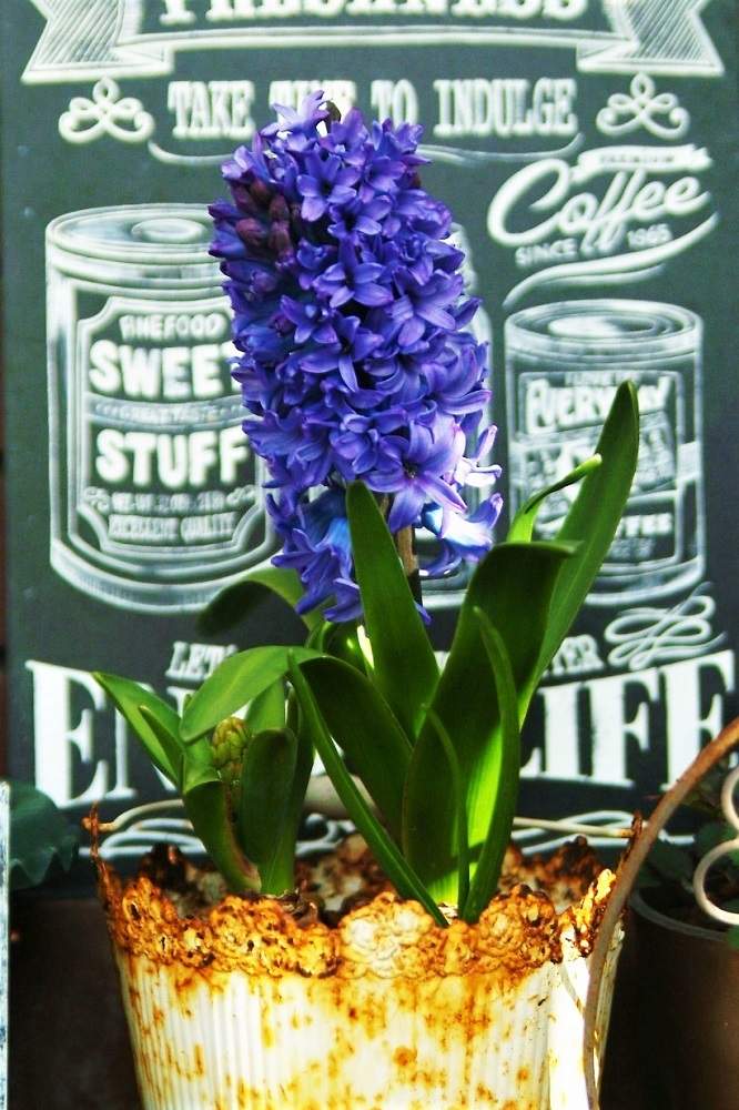 ヒヤシンス 青の投稿画像 By Haiziさん 難易度低と香りの有る花と鉢植えとナチュラルスタイルと小花とガーデニングと花のある暮らしと咲いた 月3月2日 Greensnap グリーンスナップ