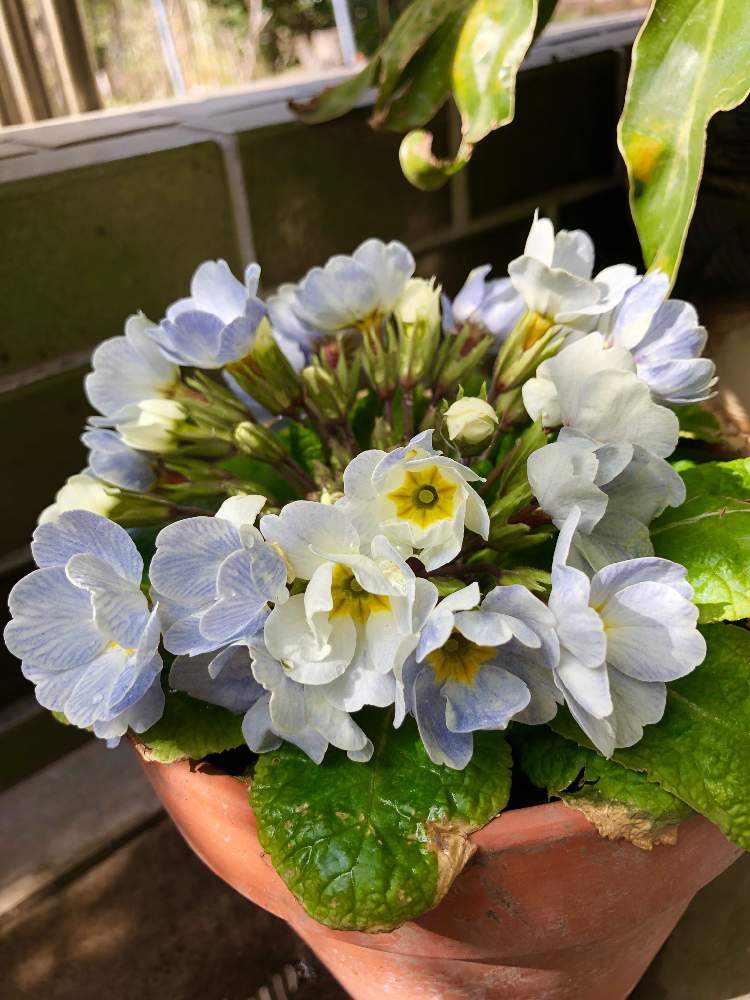 プリムラ ジュリアンの投稿画像 By Poponさん プラチナジュリアン ブルーベリーパレットと花 いっぱい と美しいと癒されると鉢植えと可愛いと色が変化と花のある暮らしとおしゃれ とかわいいな と色合いがキレイと花が好きとさわやか 月3月2日 Greensnap