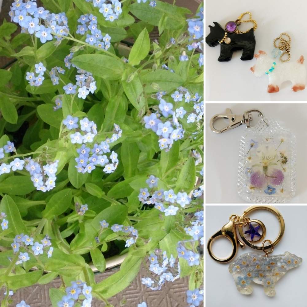 ブルーの投稿画像 By すみれさん 花のある暮らしときれいなお花とgreen Loveと今日のお花と押し花とレジンとハンドメイドとワスレナグサ 月3月2日 Greensnap グリーンスナップ