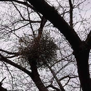 桜の木 の投稿画像一覧 Greensnap グリーンスナップ