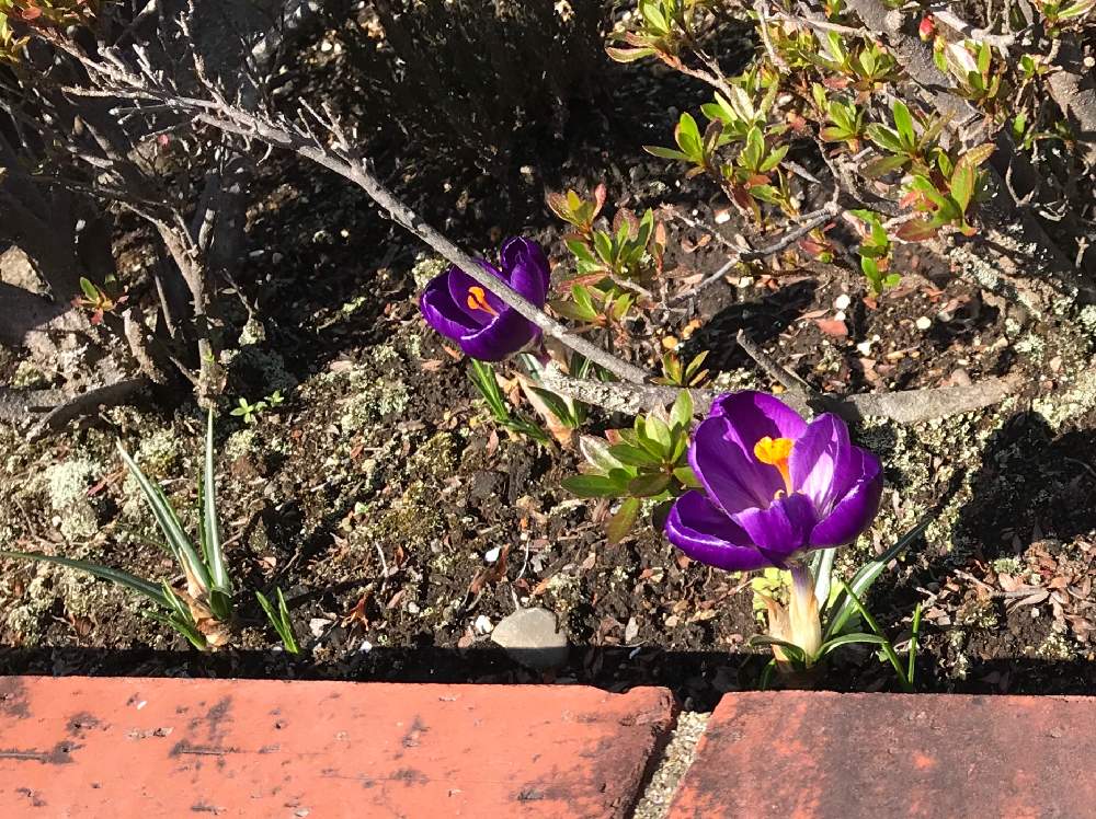 クロッカスの投稿画像 By Hiro 0503さん 花が咲く と植えっぱなし球根と花壇づくり 月3月2日 Greensnap グリーンスナップ