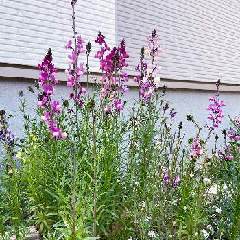 雑草花壇の投稿画像一覧 Greensnap グリーンスナップ