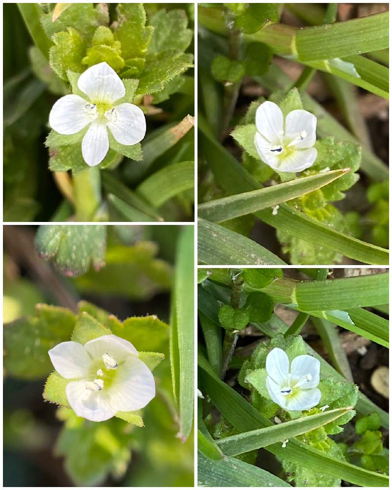 オオイヌノフグリ白花の投稿画像 By なるさん 白い植物フォトコンと野草 雑草だって可愛いと野に咲く花が好きと優しさと花のある暮らしと白い花 と小さな花 月3月2日 Greensnap グリーンスナップ