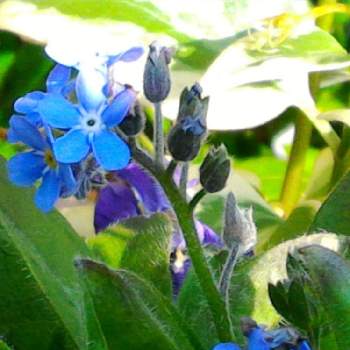 みずいろの投稿画像一覧 Greensnap グリーンスナップ