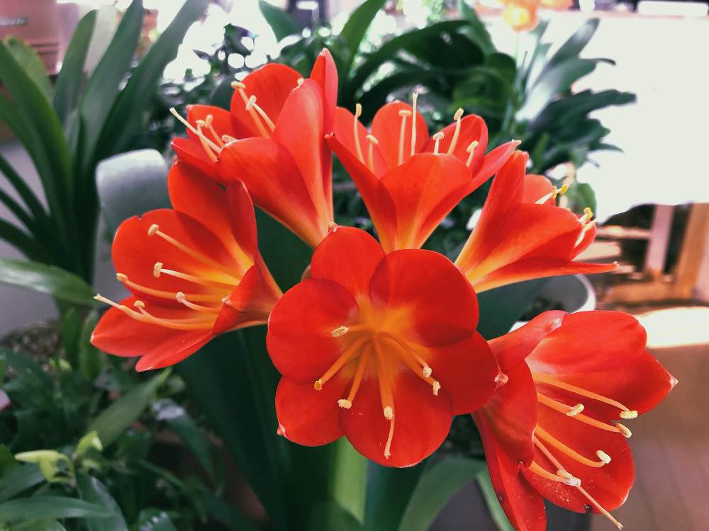 クンシランの投稿画像 By むむさん 観葉植物とgs映えとgs日和と今日のお花と綺麗と赤い花と花のある暮らし 月3月2日 Greensnap グリーンスナップ