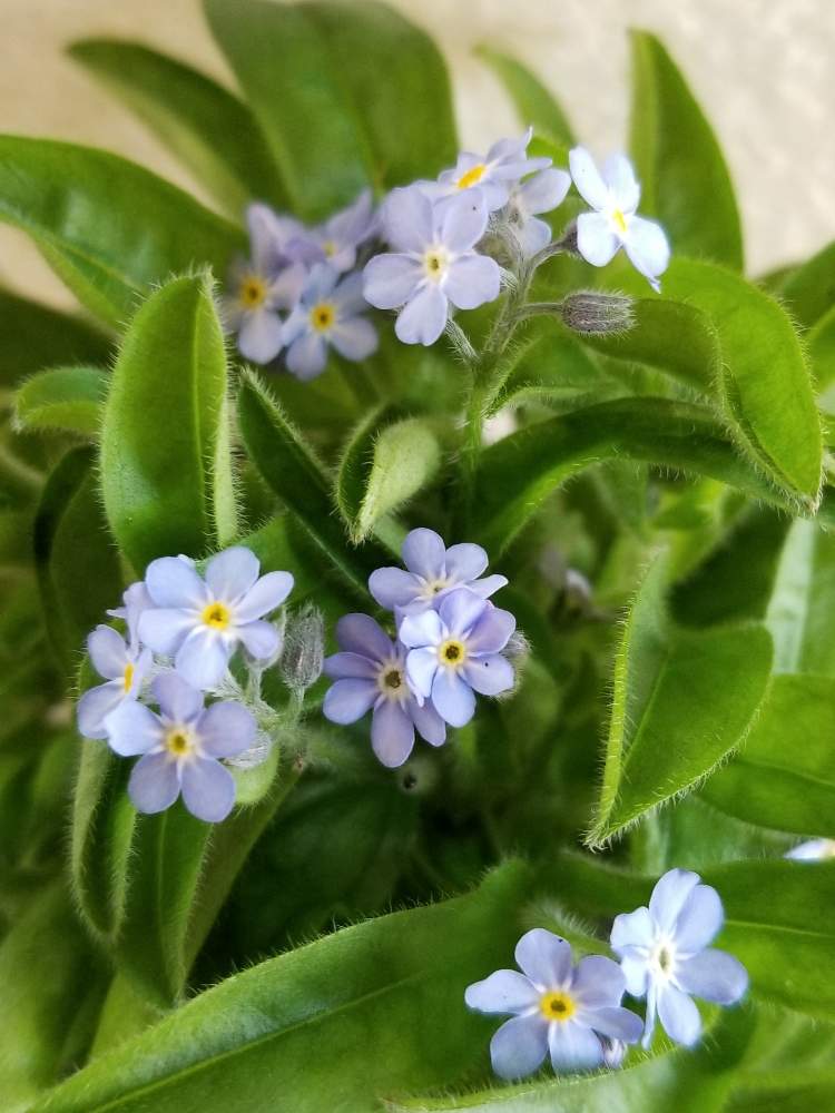 ワスレナグサの投稿画像 By りょうたんさんさん ミオソティス モナミブルーとと寄せ植えと小花会と軒下と鉢植えと花のある暮らし 月3月2日 Greensnap グリーンスナップ