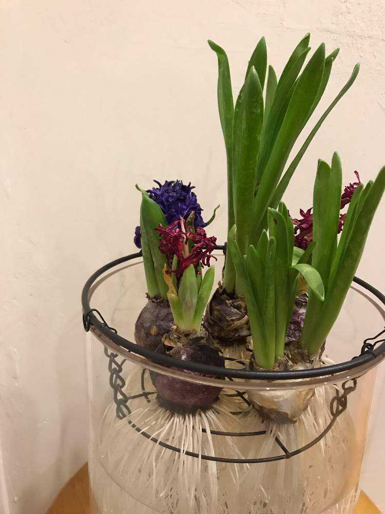 2019~2020 ヒヤシンスの水耕栽培｜🍀GreenSnap（グリーンスナップ）