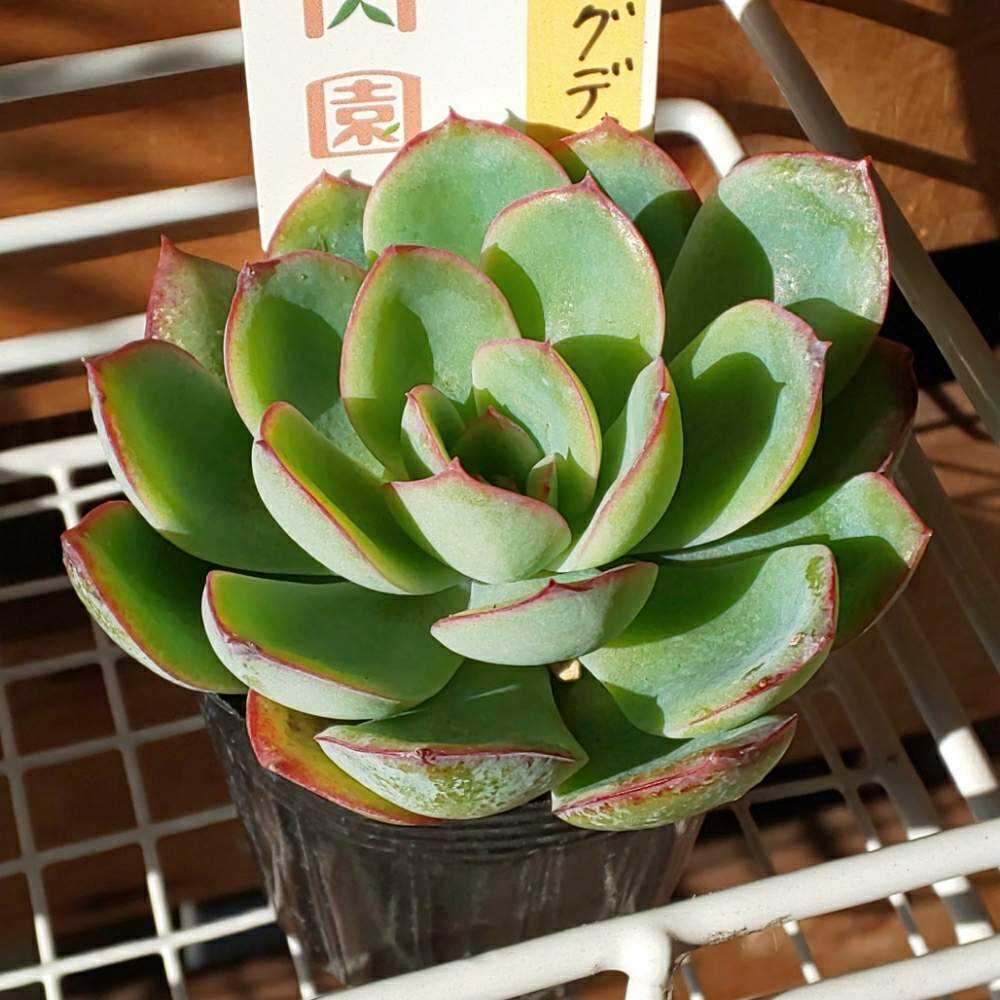 304 モーニングデューの生長記録 2022.05.19更新｜🍀GreenSnap