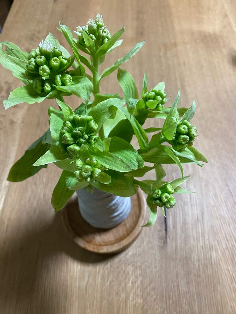 ふきのとう花の投稿画像 By Nanairofさん 早春賦とふきのとうの花と花のある暮らしとgs皆様ありがとうとgsの皆さまに感謝 月3月2日 Greensnap グリーンスナップ