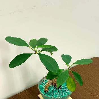 ジェルポリマーの投稿画像一覧 Greensnap グリーンスナップ