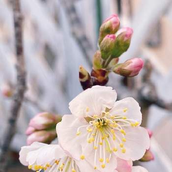 さくらんぼ 佐藤錦の投稿画像一覧 Greensnap グリーンスナップ