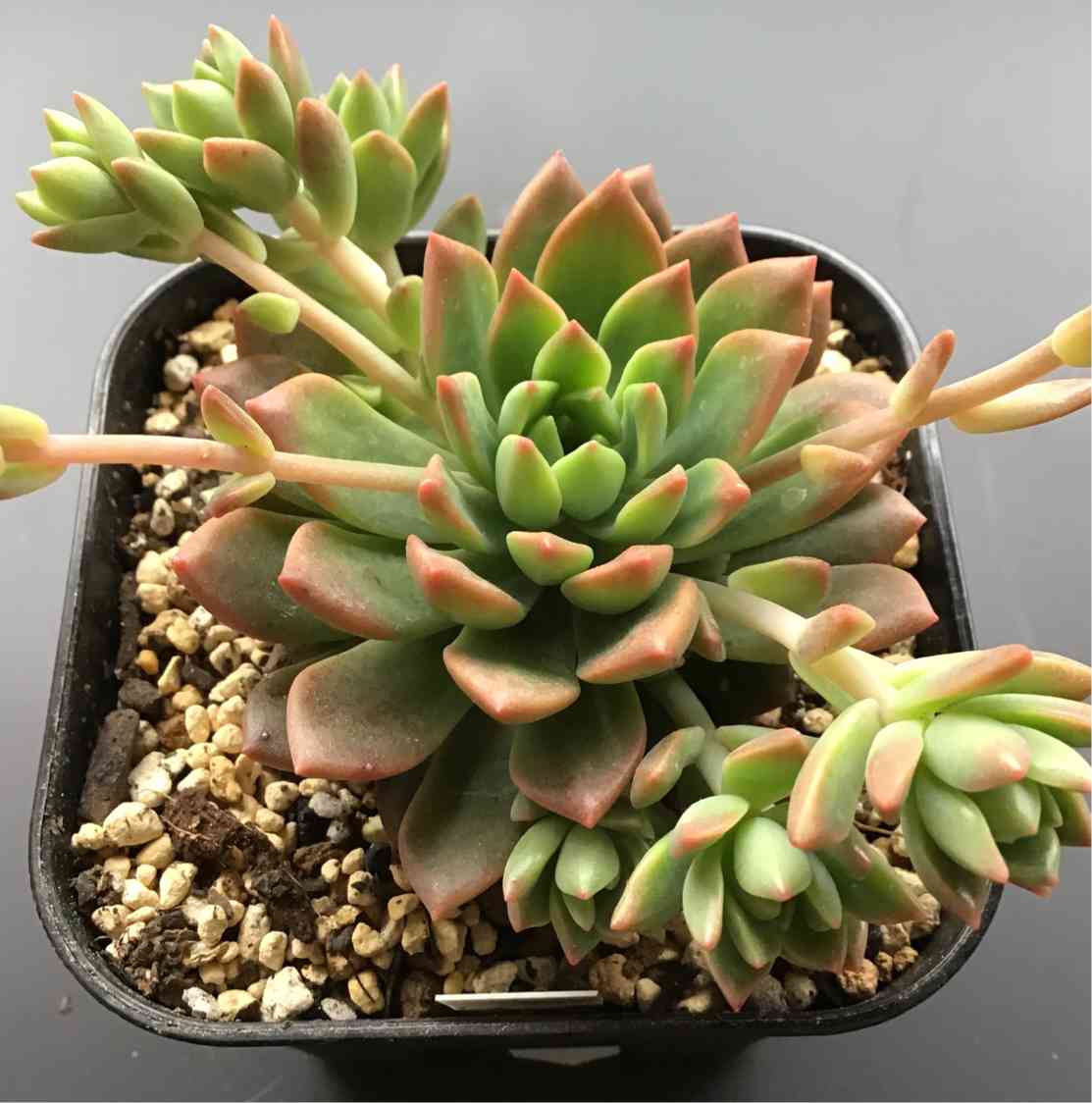 マッコス｜🍀GreenSnap（グリーンスナップ）