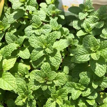 苗販売の投稿画像一覧 Greensnap グリーンスナップ