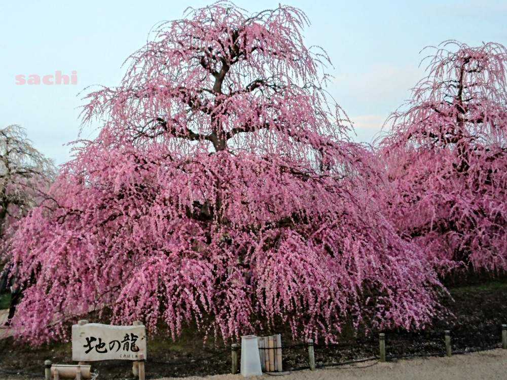 鈴鹿の森庭園 Greensnap グリーンスナップ