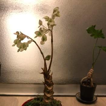 さくらベゴニアの投稿画像一覧 Greensnap グリーンスナップ