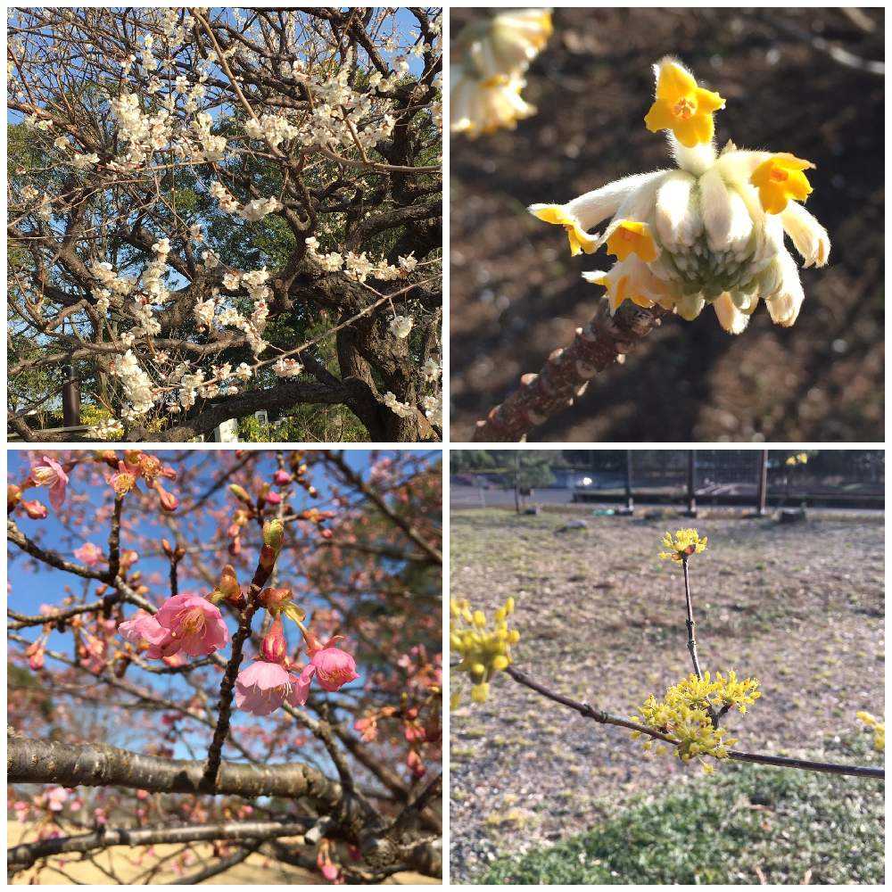 年3月1日 茨城県植物園にて Greensnap グリーンスナップ