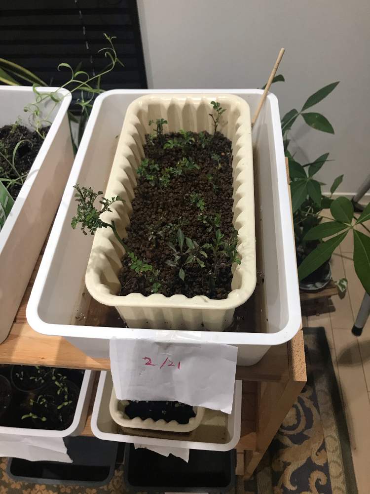 ミニバラとチョコレートコスモスの挿木 挿し芽 Greensnap グリーンスナップ