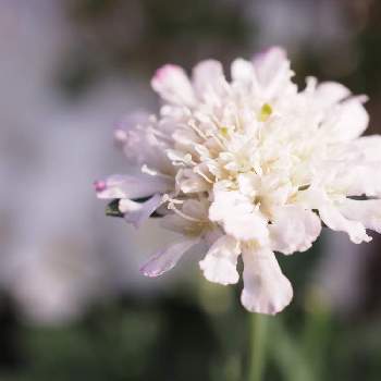 スカビオサ  白ときどき桃の画像 by ネモさん | 小さな庭とスカピオサとスカビオサ  白ときどき桃と白い花と花のある暮らしとネモのガーデン、四季の花と白い植物フォトコン2020