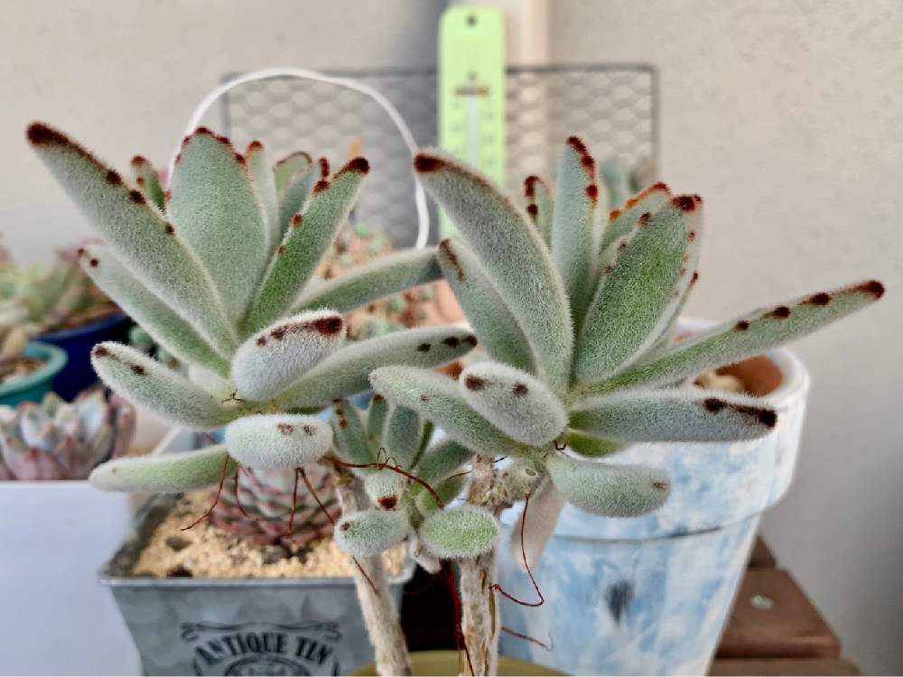 月兎耳 つきとじ の投稿画像 By Yuuさん 多肉植物と春の気配とホッとひと息ともけもけとうさぎシリーズとベランダ多肉と多肉パトロールと朝の一枚と もこもこと綺麗とhc産と桃の節句と花粉注意と可愛いとかわいいと寒いとiphone撮影 月3月3日 Greensnap