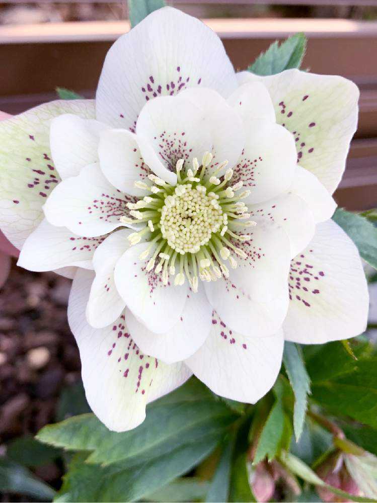 クリスマスローズ種　終了致しました。 クリスマスローズ：*エリックスミシィ5号鉢（開花終了株） の