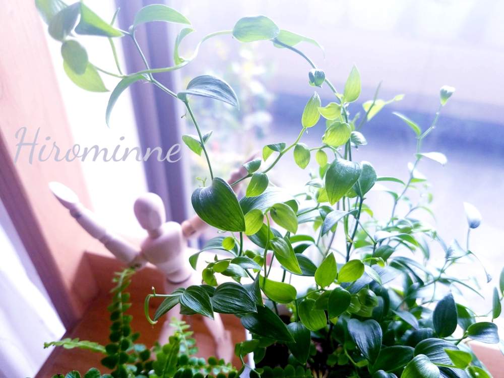 アスパラガス スマイラックスの投稿画像 By ヒロミンさん 観葉植物と植物のある暮らし 月3月3日 Greensnap グリーンスナップ