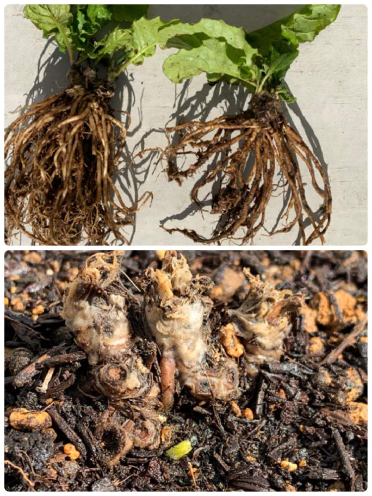 花のある暮らしの投稿画像 By カルさん ワクワク とガーベラ冬越しとガーベラ株分け 月3月3日 Greensnap グリーンスナップ