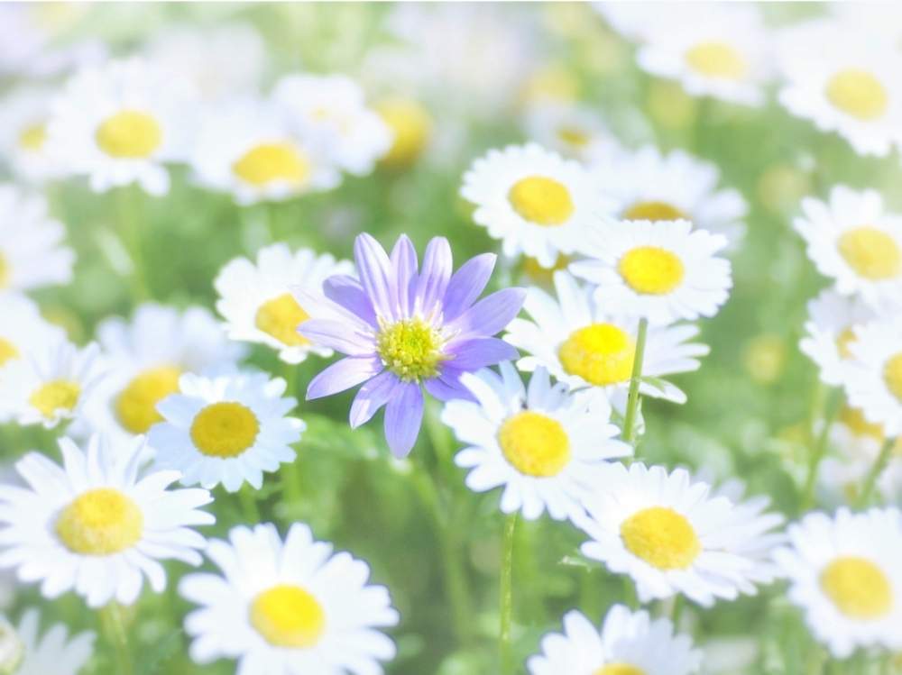 スノーボールの投稿画像 By あおんさん Orノースポールと可愛いとナチュラルと今日のお花と花風景 月3月3日 Greensnap グリーンスナップ スノーボールの投稿画像 By あおんさん Orノースポールと可愛いとナチュラルと今日のお花と花風景 月3月3日 Greensnap グリーンスナップ