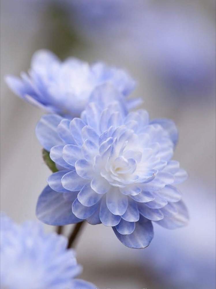 可愛い花の投稿画像 By ふらわぁ さん 青い花と淡い色の花と綺麗な花と花のある暮らしと可愛い花と青い花と淡い色の花と綺麗な花と花のある暮らし 月3月3日 Greensnap グリーンスナップ Greensnap グリーンスナップ