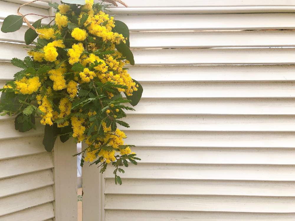 ミモザ プルプレアの投稿画像 By ちゃちゃさん ミモザと庭の花とガーデニングと花のある暮らしとハンドメイド雑貨 月3月3日 Greensnap グリーンスナップ