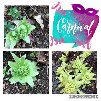 ふきのとうの天ぷらの投稿画像一覧 greensnap グリーンスナップ