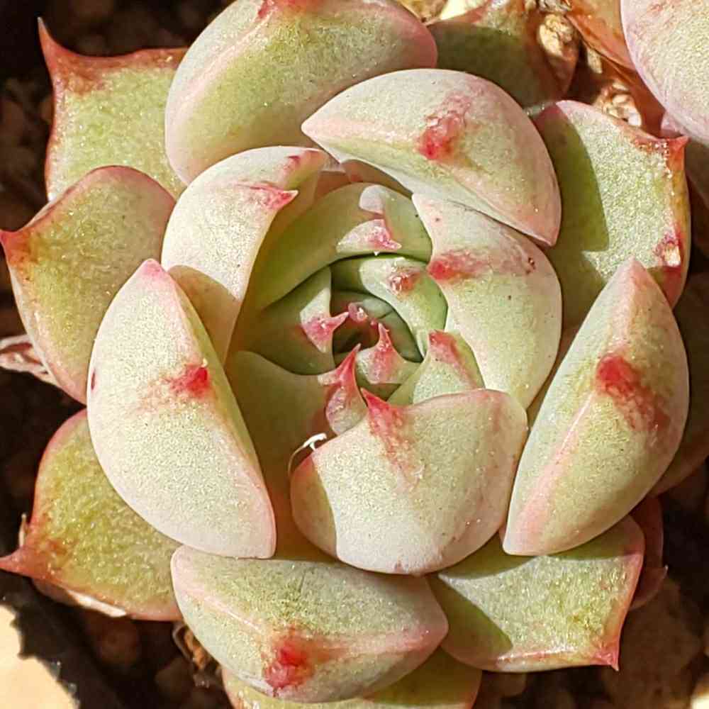 ティッピー×ベンバディス　韓国苗 ティッピー×ベンバディス 韓国苗 【公式通販】