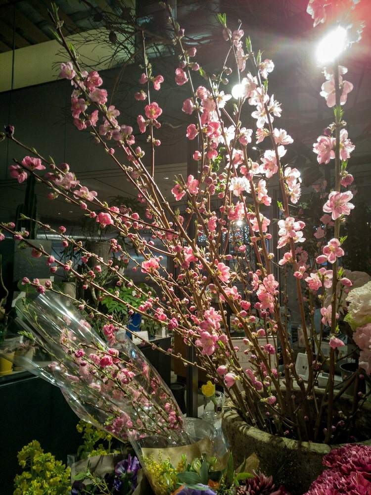 桃の花の投稿画像 By Otoさん 切り花達とお出かけ先と春の空気の流れと透過光とテーブルフラワーとフラワーアレンジメントとギフトな花屋 さんと春の空気の流れと透過光とテーブルフラワーとフラワーアレンジメントとギフトな花屋さん 月3月3日 Greensnap