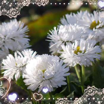 ヒナギク属の画像 by 流星さん | 白い植物フォトコン2020とにわとキク科とヒナギク属と花のある暮らしと一年草と地植え