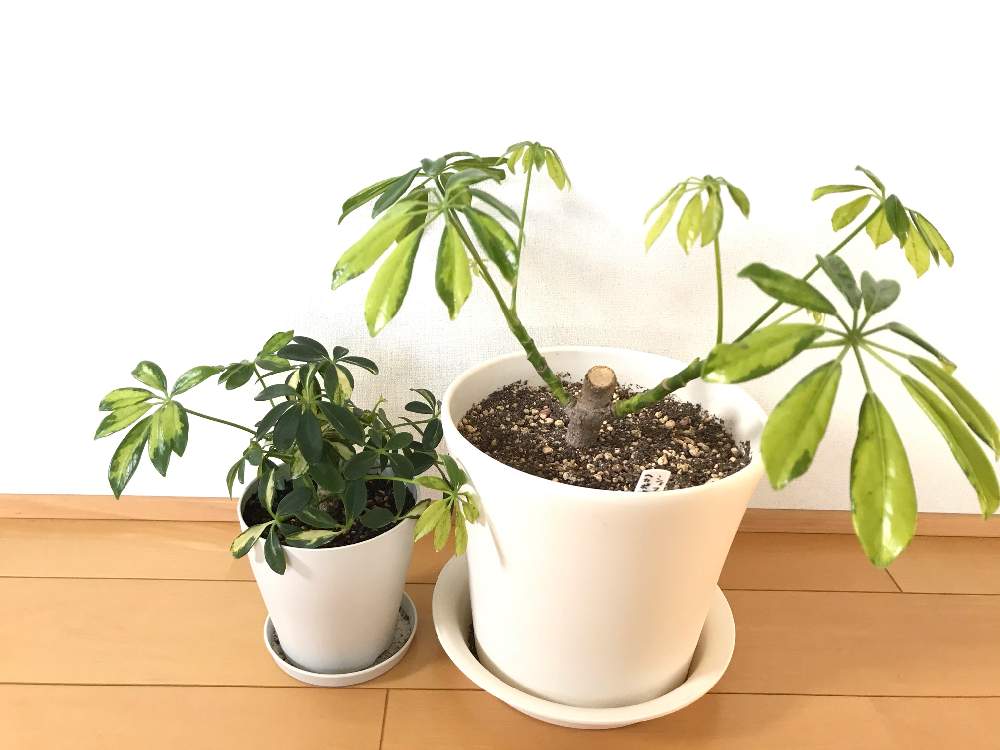 シェフレラの投稿画像 By Nicoさん シェフレラ属と観葉植物と挿し木と成長記録と切り戻しと仕立て直しとn 104とシェフレラ挿し木 月3月3日 Greensnap グリーンスナップ