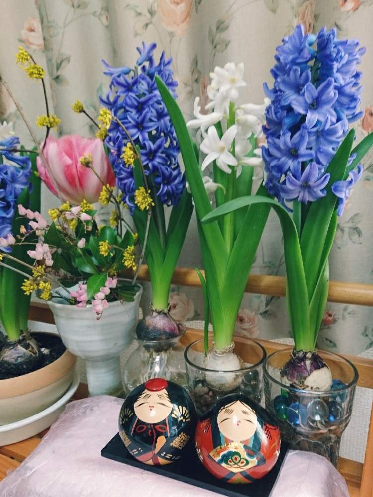 ヒヤシンス水栽培の投稿画像 By ちっちさんさん ヒヤシンスの花とサンシュユ とアセビ ピンクと花のある暮らしとおひなさまとお雛様 月3月3日 Greensnap グリーンスナップ