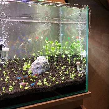 水槽立ち上げの投稿画像一覧 Greensnap グリーンスナップ