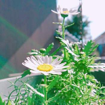 待ってました❣️の画像 by keiさん | 小さな庭とノースポールと春ですね♡と待ってました❣️と白いお花と花のある暮らしとかわいいな♡